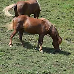 Garni Brigitte 2*