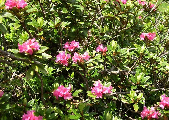 Garni Brigitte Gasthof Bürserberg